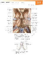 Sobotta Atlas of Human Anatomy  Head,Neck,Upper Limb Volume1 2006, page 324
